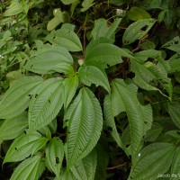 Pilea melastomoides (Poir.) Wedd.
